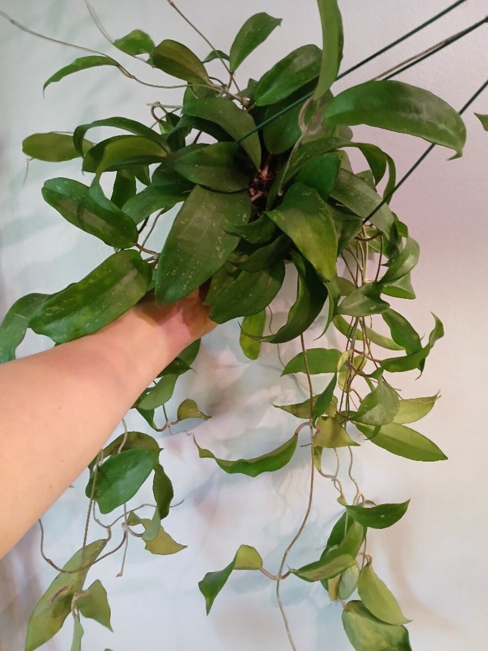 Hoya Rigida
